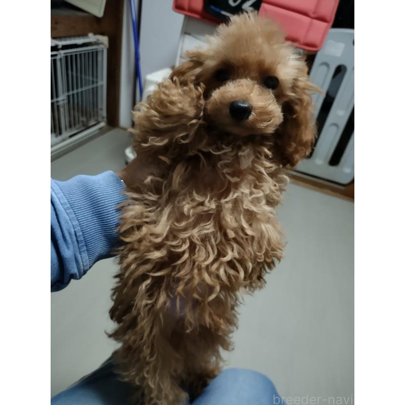 販売中の鹿児島県のタイニープードル-412611の2枚目