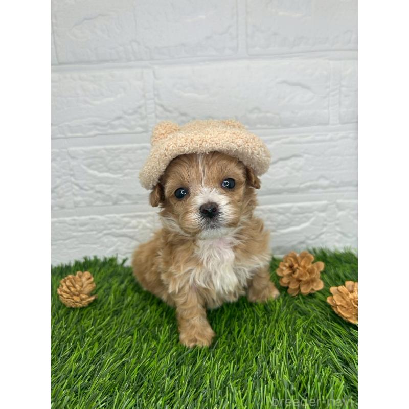 販売中の茨城県のマルプー:マルチーズ×トイプードル-424536の2枚目