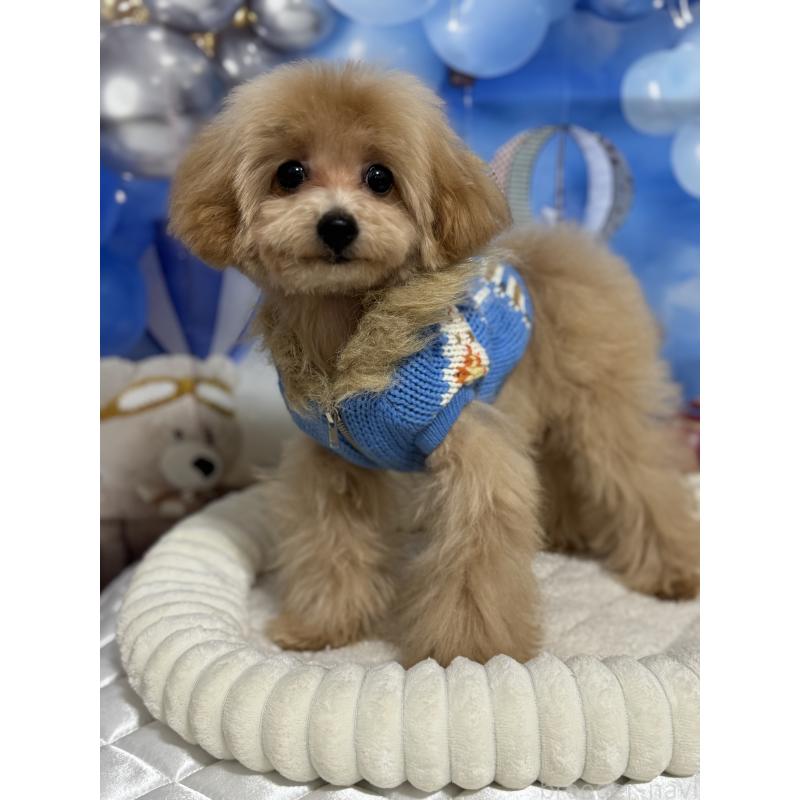 販売中の埼玉県のティーカッププードル-396070の2枚目