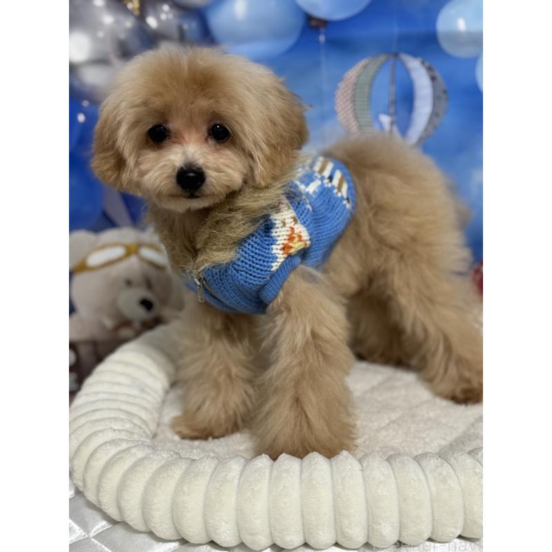 販売中の埼玉県のティーカッププードル-396070