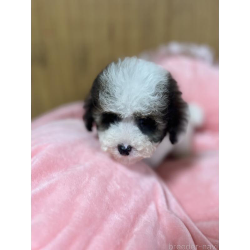 販売中の埼玉県のトイプードル-420898の6枚目