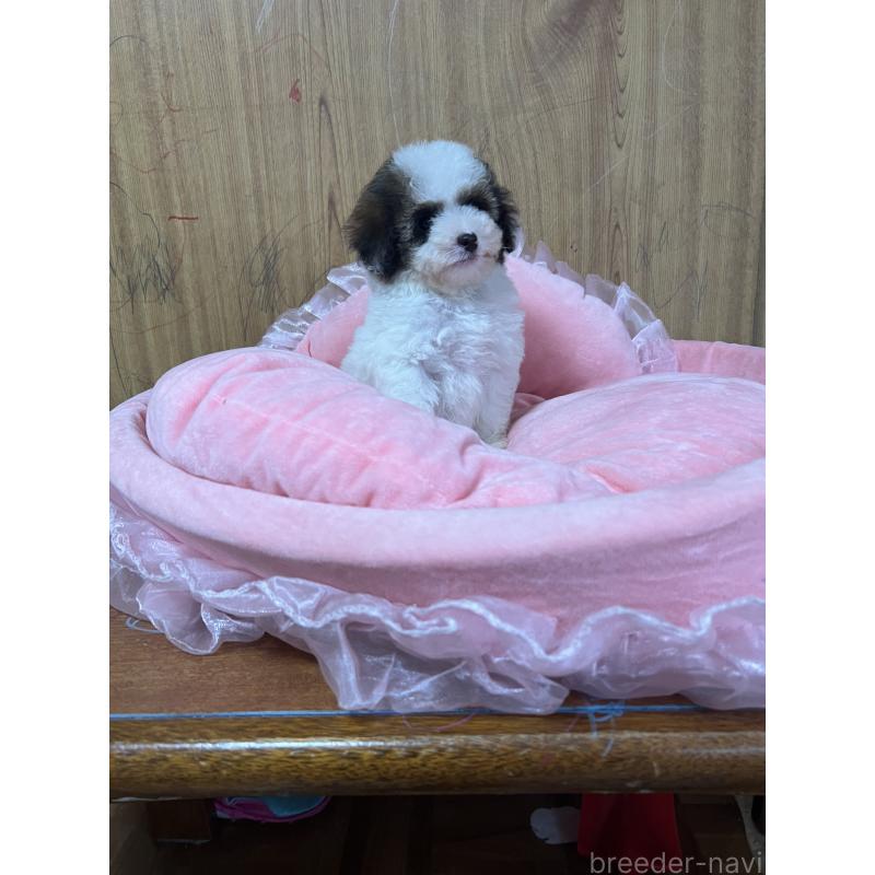 販売中の埼玉県のトイプードル-420898の5枚目