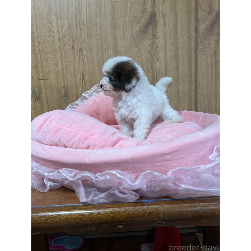 販売中の埼玉県のトイプードル-420898の4枚目