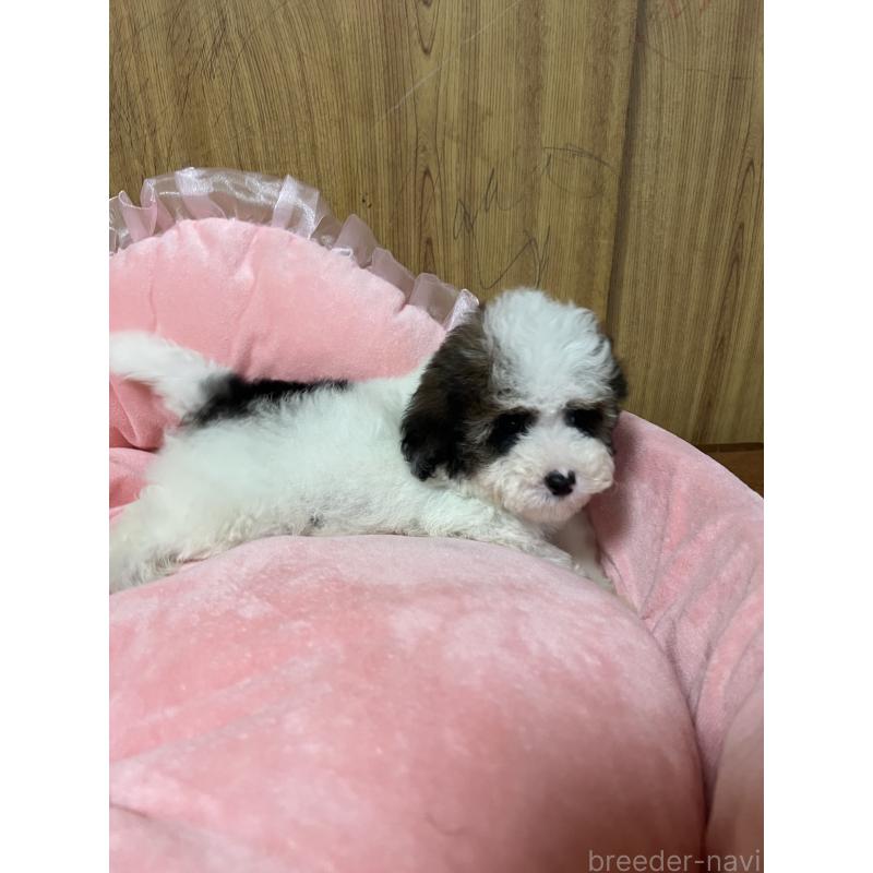 販売中の埼玉県のトイプードル-420898の2枚目