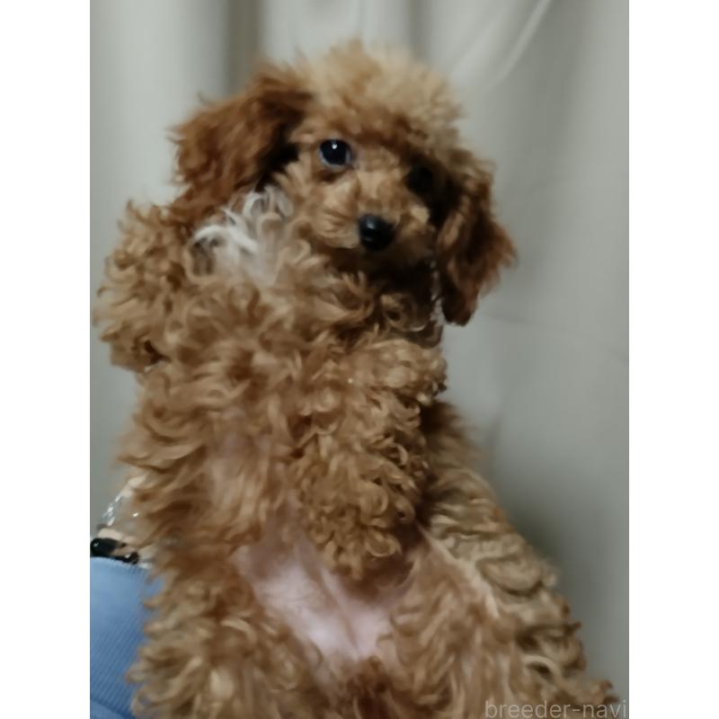 商談中の鹿児島県のタイニープードル-412609の4枚目