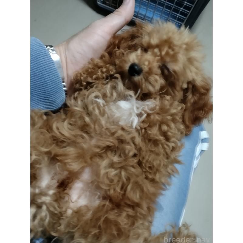 商談中の鹿児島県のタイニープードル-412609の2枚目