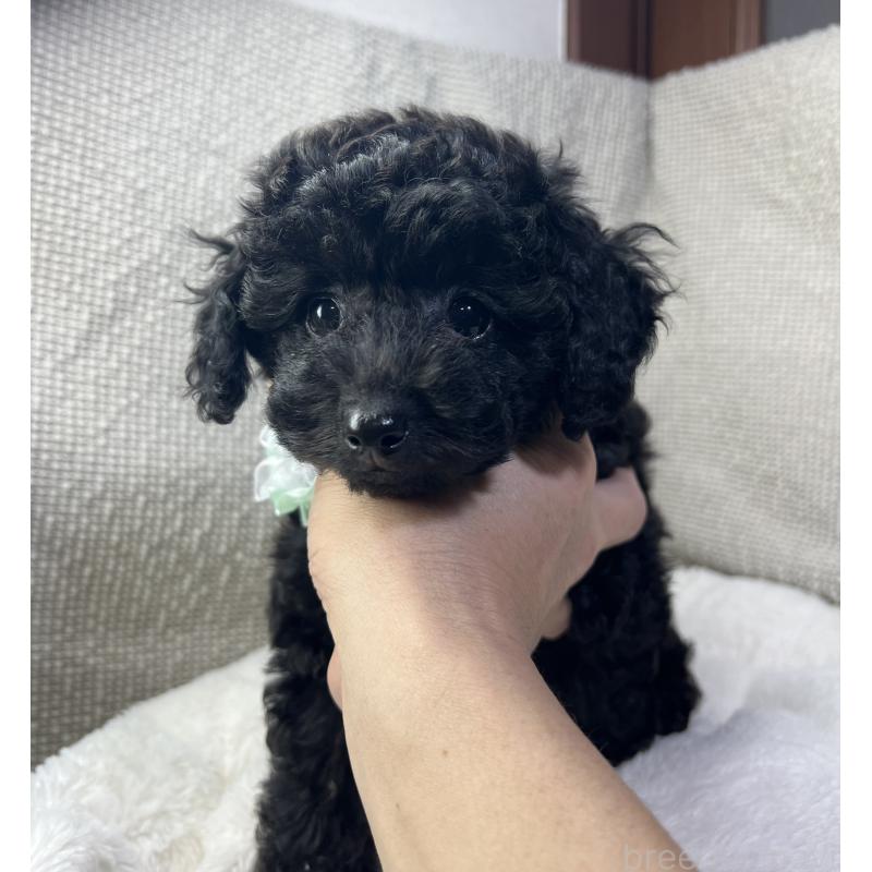 販売中の三重県のトイプードル-416525の7枚目
