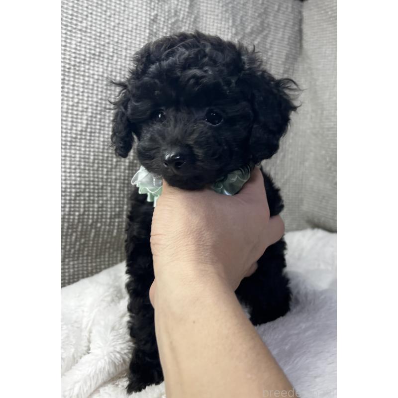 販売中の三重県のトイプードル-416525の6枚目