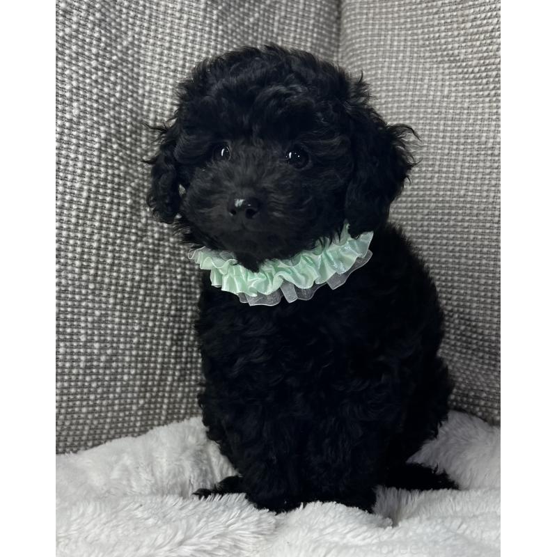 販売中の三重県のトイプードル-416525の5枚目