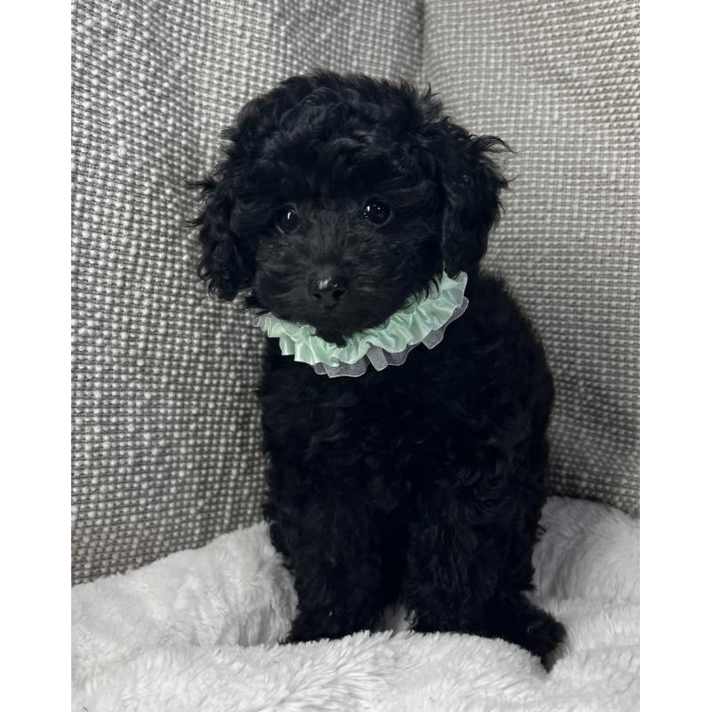 販売中の三重県のトイプードル-416525の4枚目