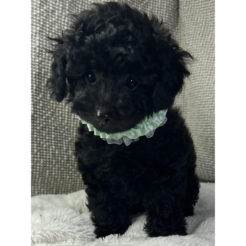 販売中の三重県のトイプードル-416525の3枚目