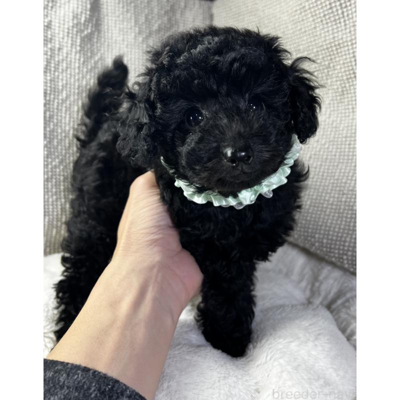 販売中の三重県のトイプードル-416525の2枚目