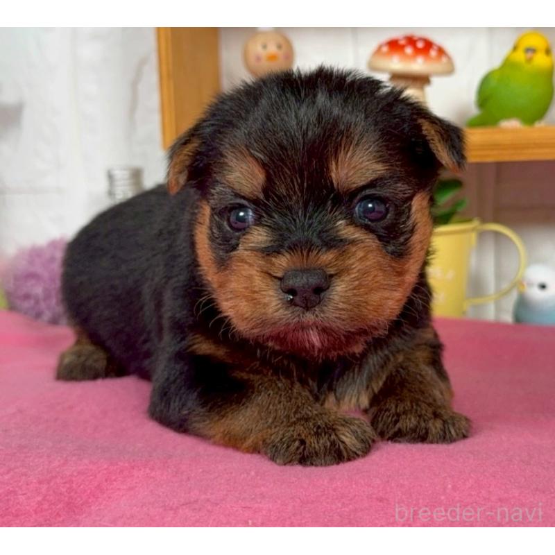 販売中の神奈川県のヨークシャーテリア-424539の1枚目