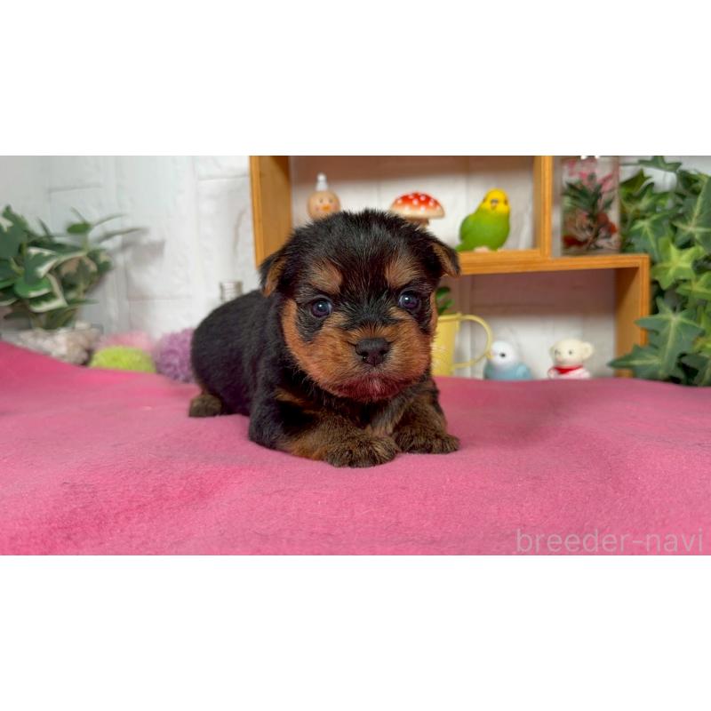 販売中の神奈川県のヨークシャーテリア-424539の3枚目