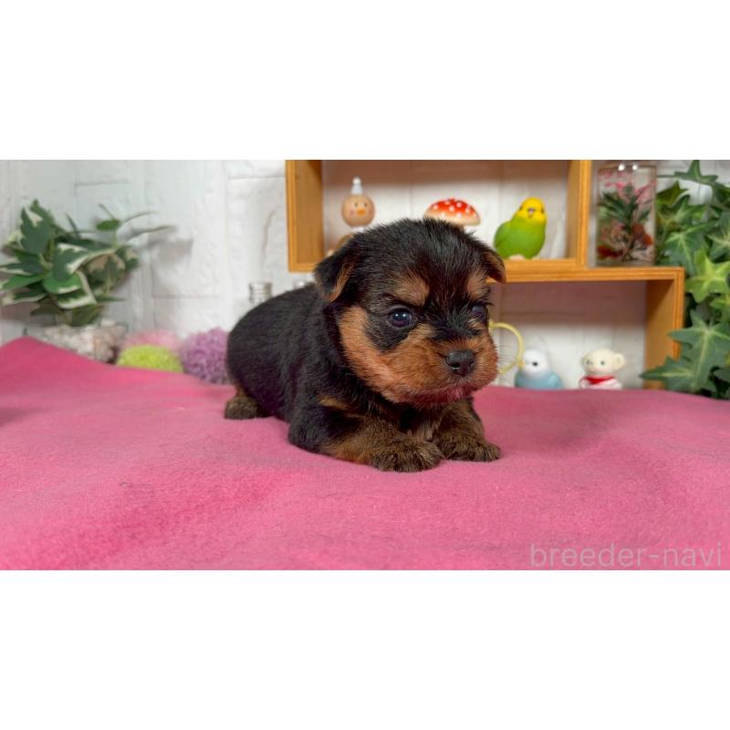 販売中の神奈川県のヨークシャーテリア-424539の2枚目