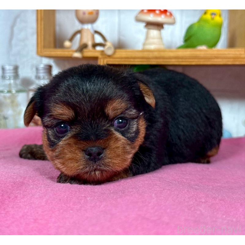 販売中の神奈川県のヨークシャーテリア-424540