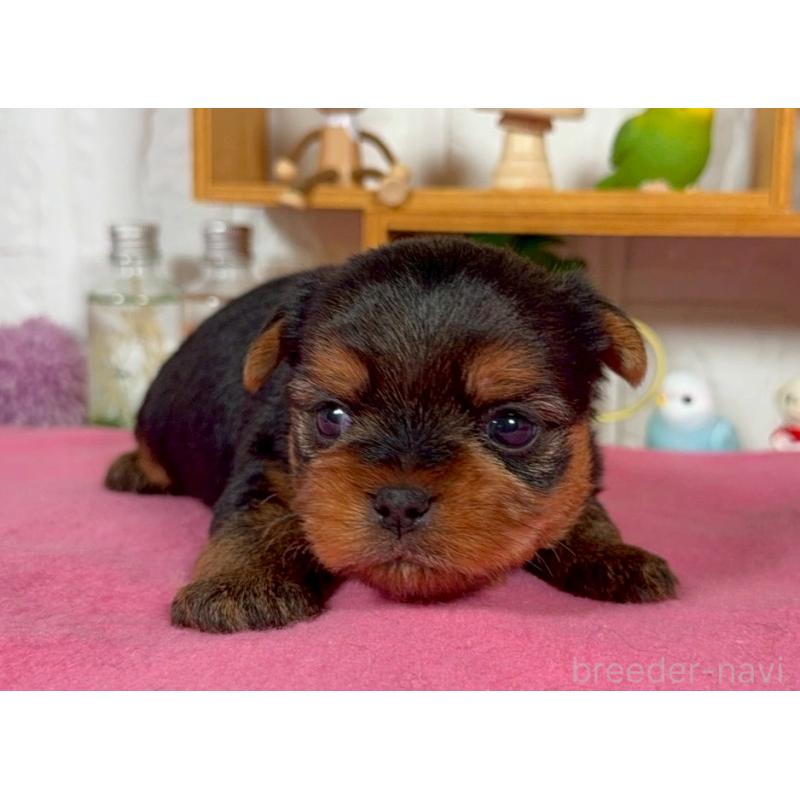 販売中の神奈川県のヨークシャーテリア-424540の3枚目