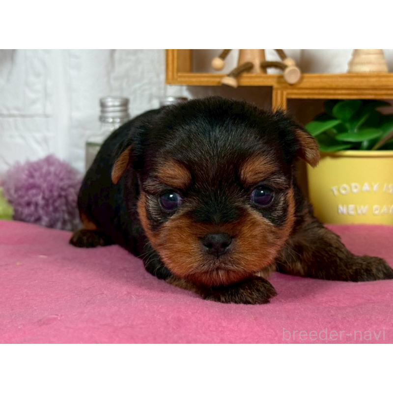 販売中の神奈川県のヨークシャーテリア-424540の2枚目