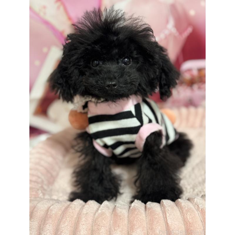 販売中の埼玉県のティーカッププードル-401319の7枚目