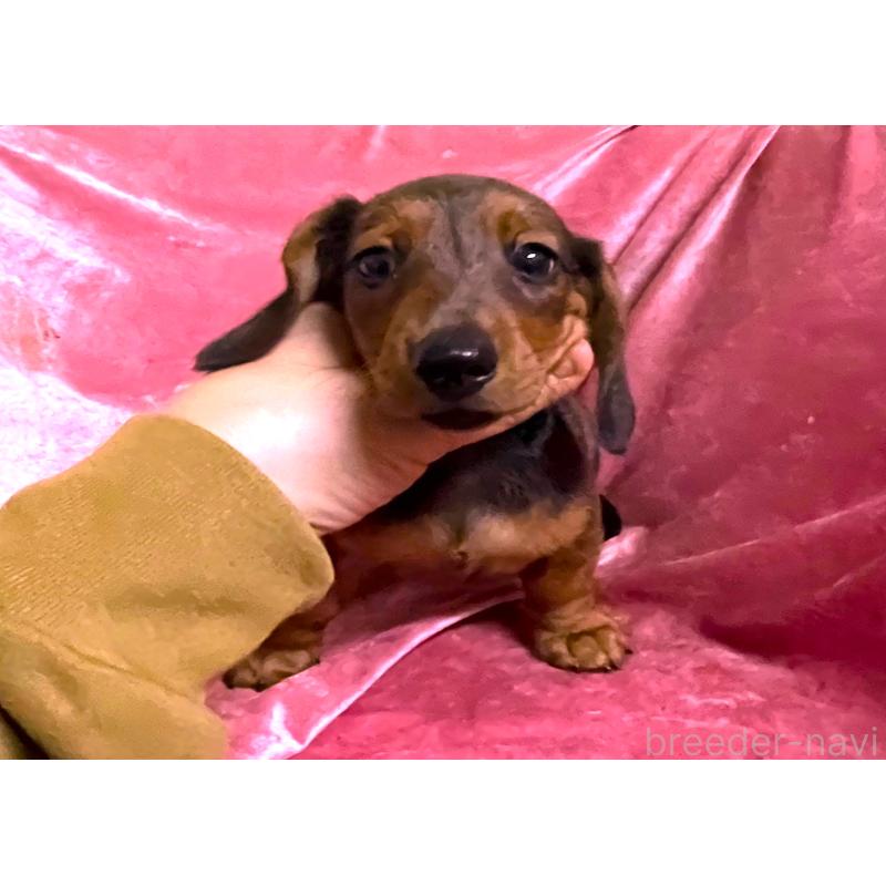 販売中の大阪府のミニチュアダックスフンド(スムースヘアード)-424541の1枚目