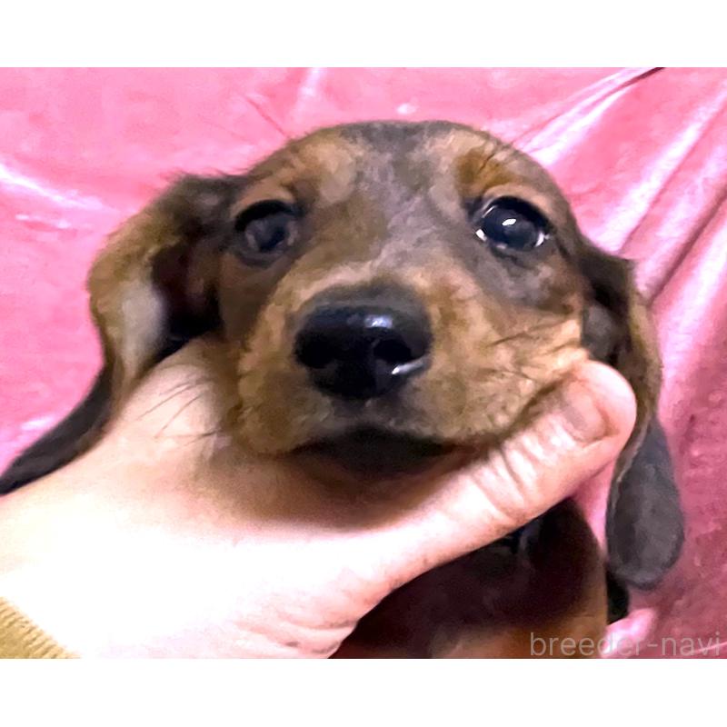 販売中の大阪府のミニチュアダックスフンド(スムースヘアード)-424541の5枚目