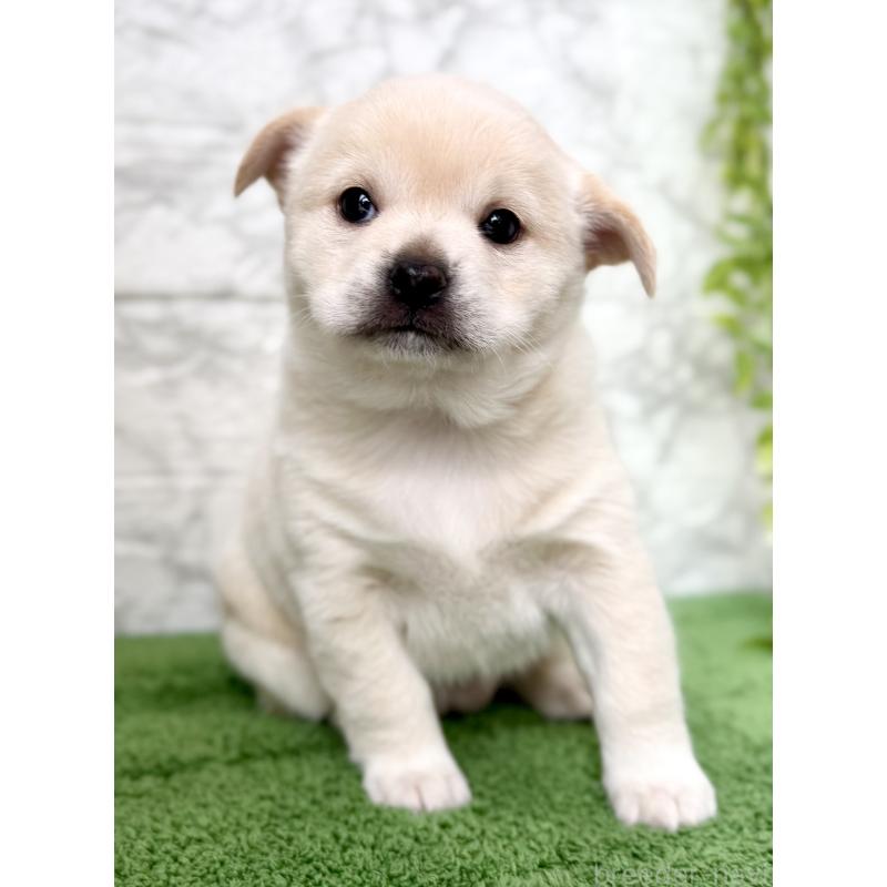 成約済の埼玉県のミックス犬-419927の4枚目