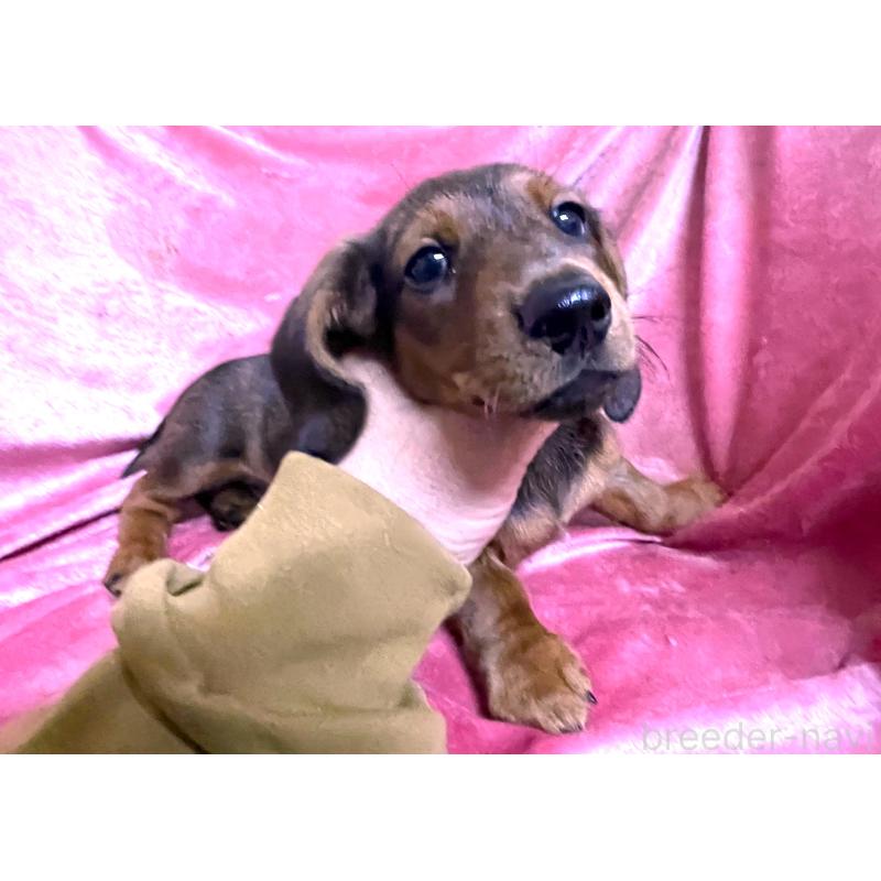 販売中の大阪府のミニチュアダックスフンド(スムースヘアード)-424541の4枚目