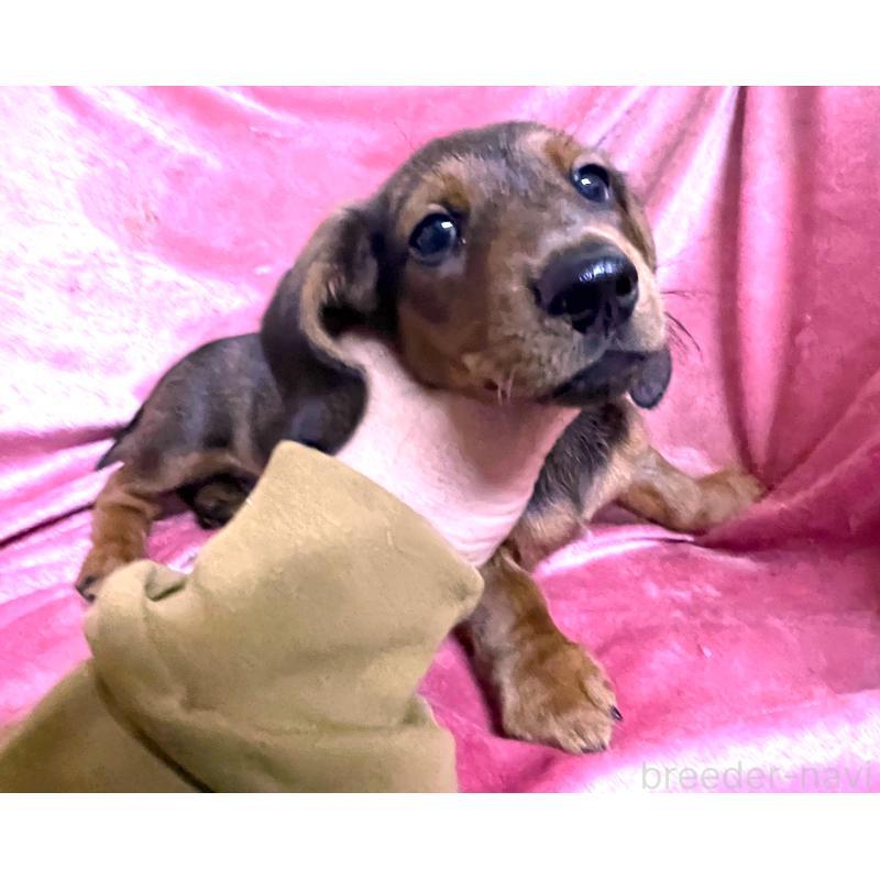 販売中の大阪府のミニチュアダックスフンド(スムースヘアード)-424541の2枚目