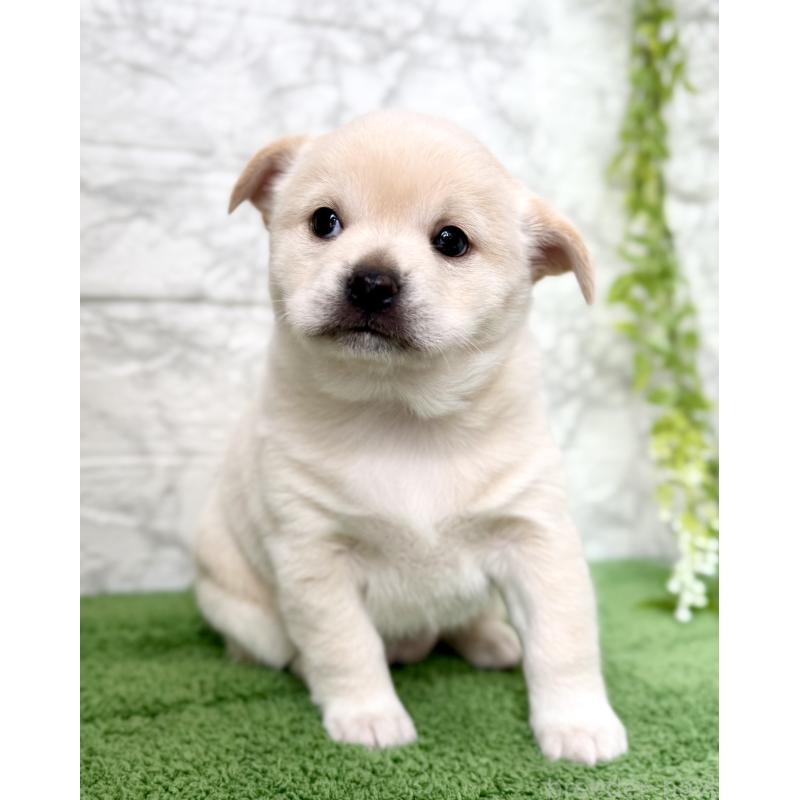 成約済の埼玉県のミックス犬-419927の3枚目