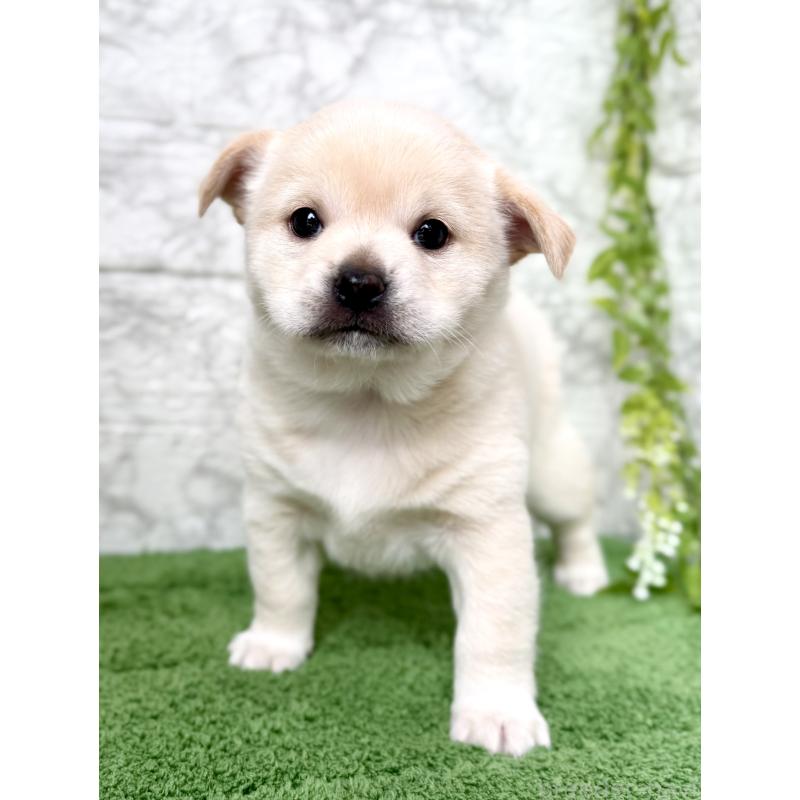 成約済の埼玉県のミックス犬-419927の2枚目