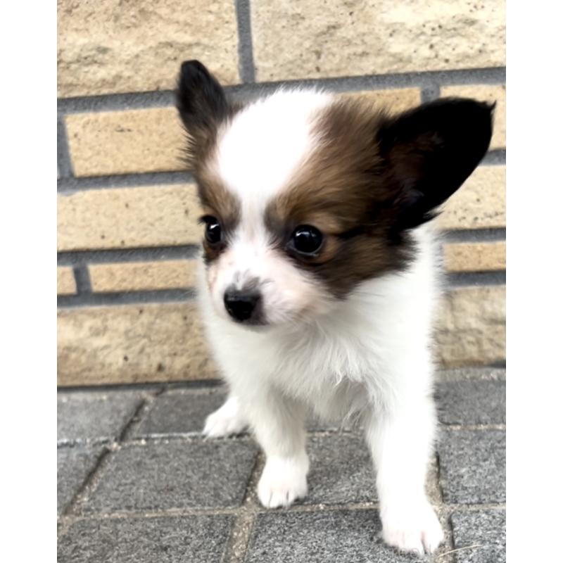 販売中の奈良県のパピヨン-424542の14枚目