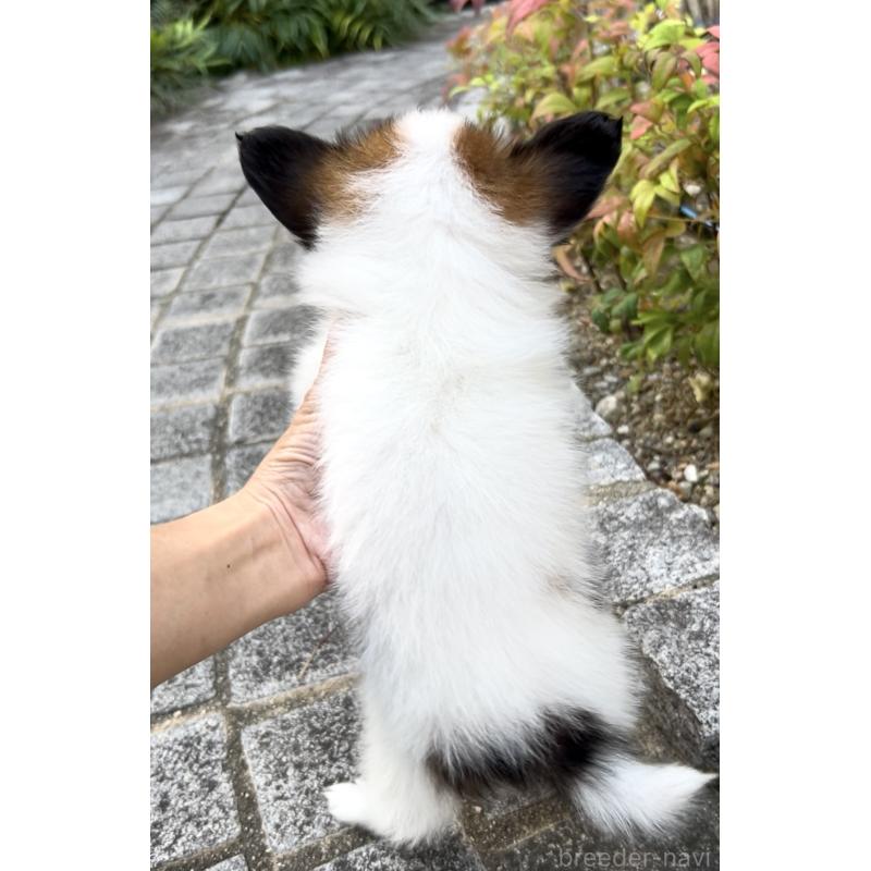 販売中の奈良県のパピヨン-424542の13枚目