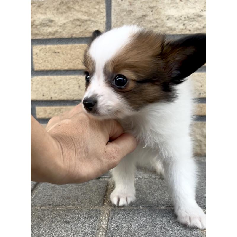 販売中の奈良県のパピヨン-424542の12枚目