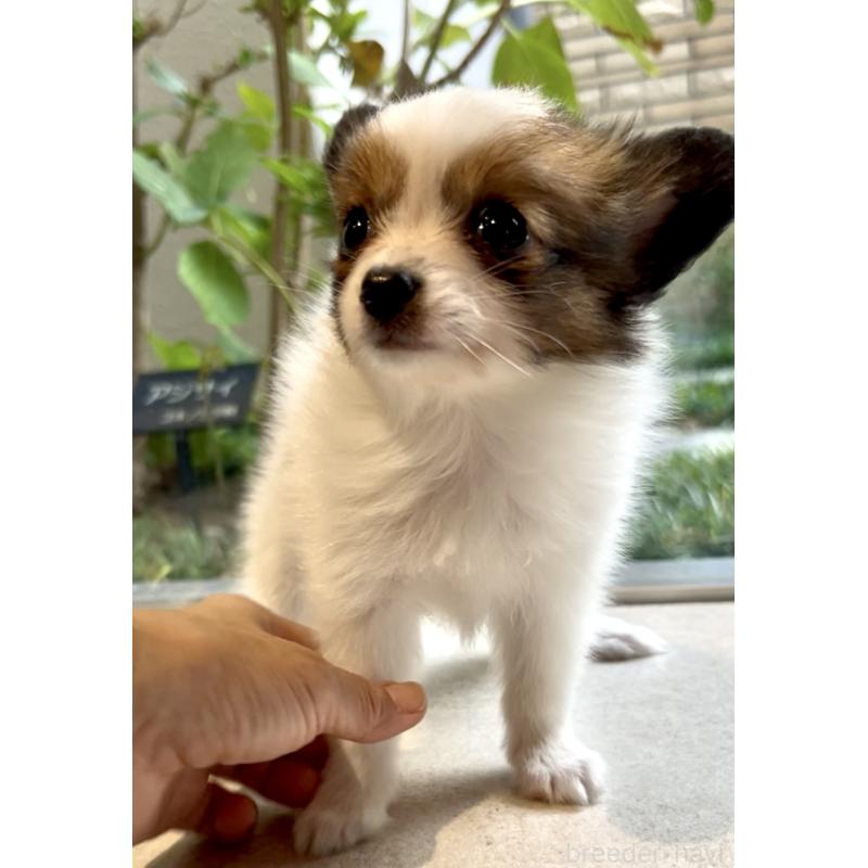 販売中の奈良県のパピヨン-424542の11枚目