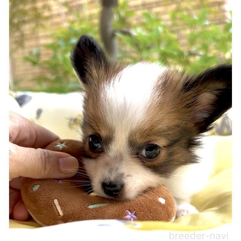 販売中の奈良県のパピヨン-424542の9枚目