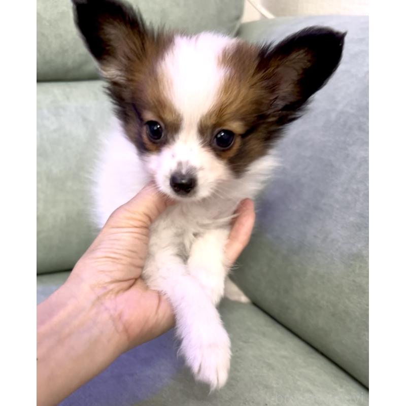 販売中の奈良県のパピヨン-424542の6枚目