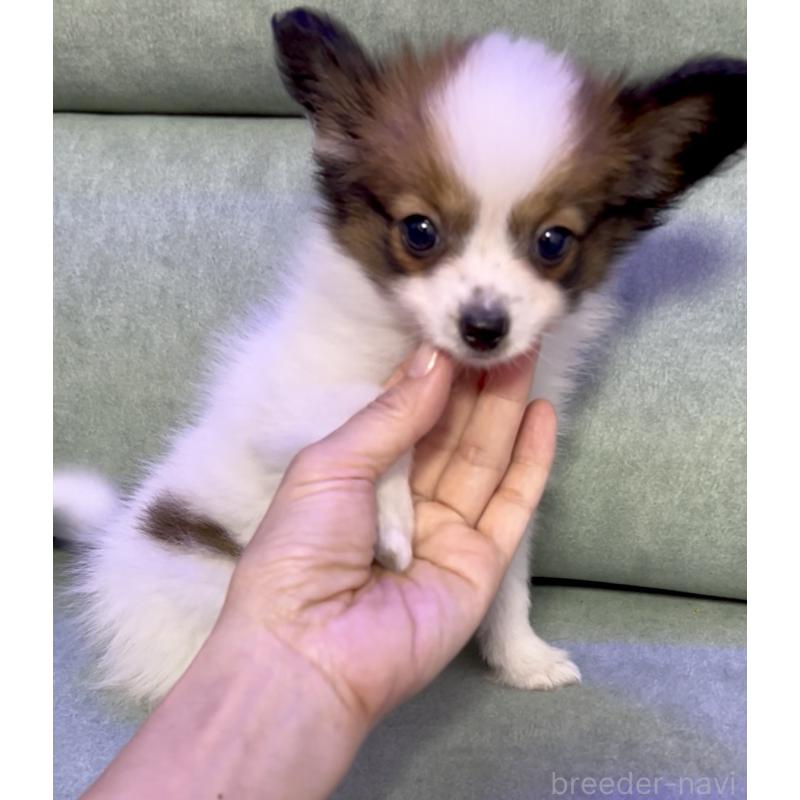 販売中の奈良県のパピヨン-424542の4枚目