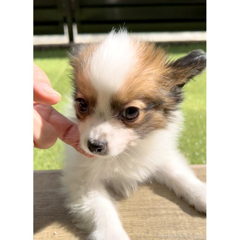 販売中の奈良県のパピヨン-424542の3枚目