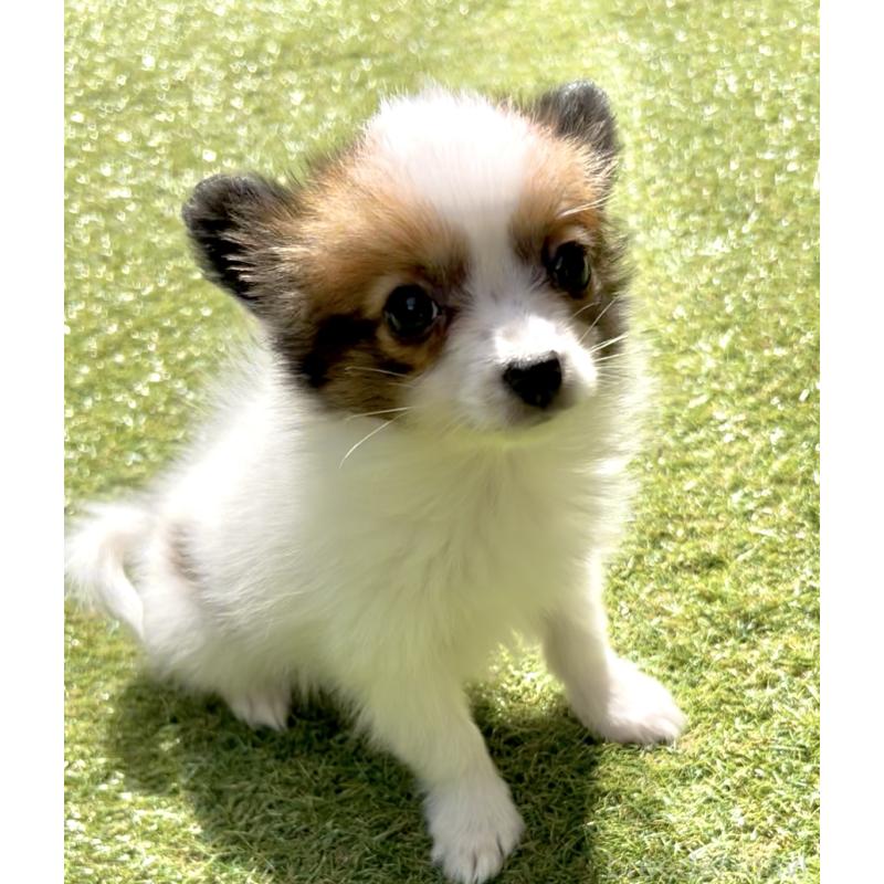 販売中の奈良県のパピヨン-424542の2枚目