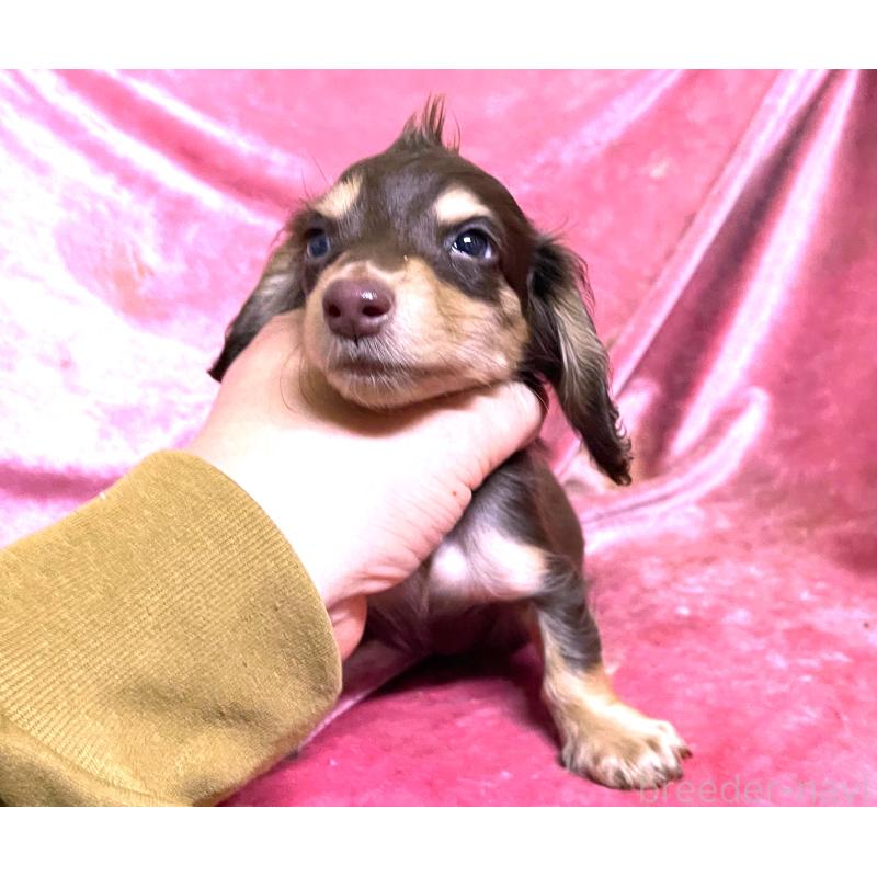 販売中の大阪府のミニチュアダックスフンド(ロングヘアード)-424543の1枚目