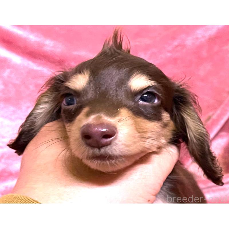 販売中の大阪府のミニチュアダックスフンド(ロングヘアード)-424543の5枚目