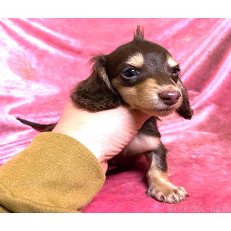 販売中の大阪府のミニチュアダックスフンド(ロングヘアード)-424543の4枚目