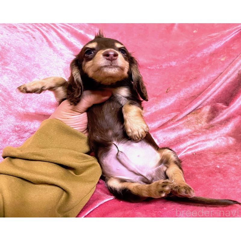 販売中の大阪府のミニチュアダックスフンド(ロングヘアード)-424543の2枚目