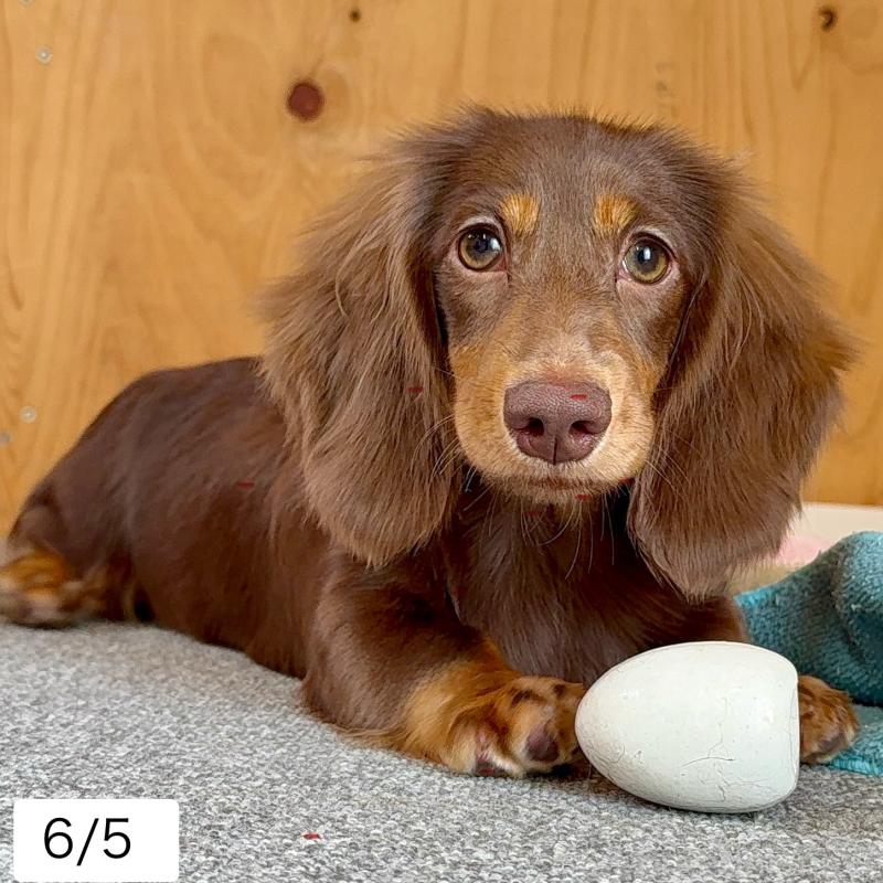 販売中の埼玉県のミニチュアダックスフンド(ロングヘアード)-401556