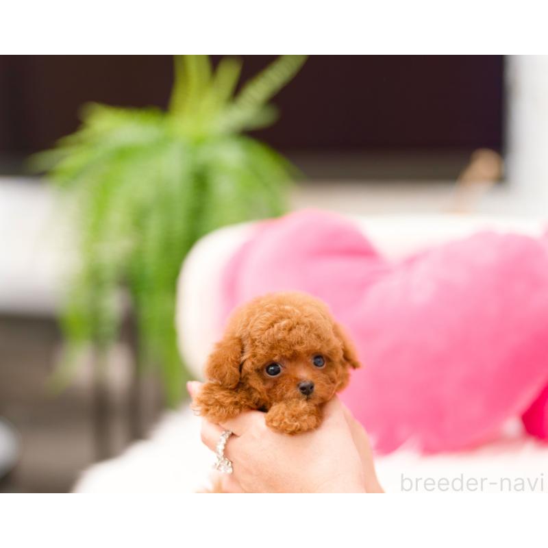 販売中の千葉県のティーカッププードル-424544の3枚目