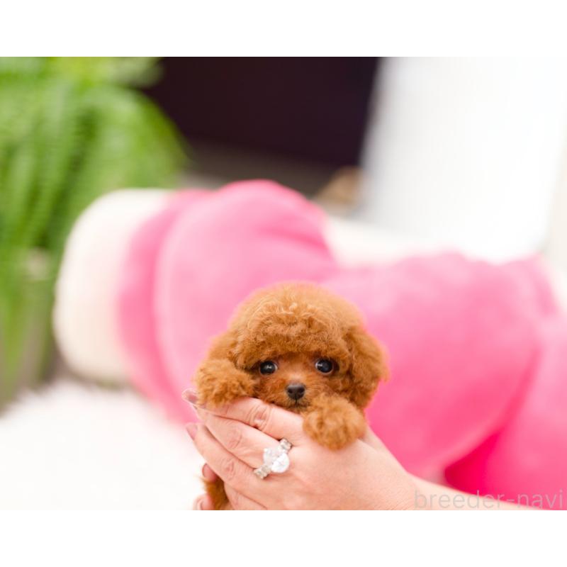 販売中の千葉県のティーカッププードル-424544の2枚目