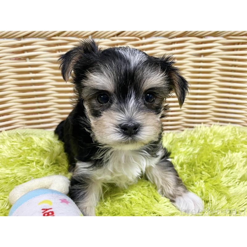 成約済の秋田県のマルキー:マルチーズ×ヨークシャーテリア-422851の12枚目