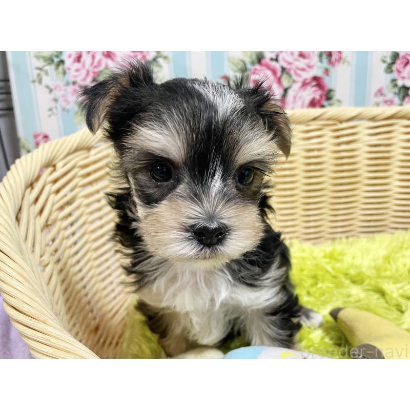 成約済の秋田県のマルキー:マルチーズ×ヨークシャーテリア-422851の11枚目