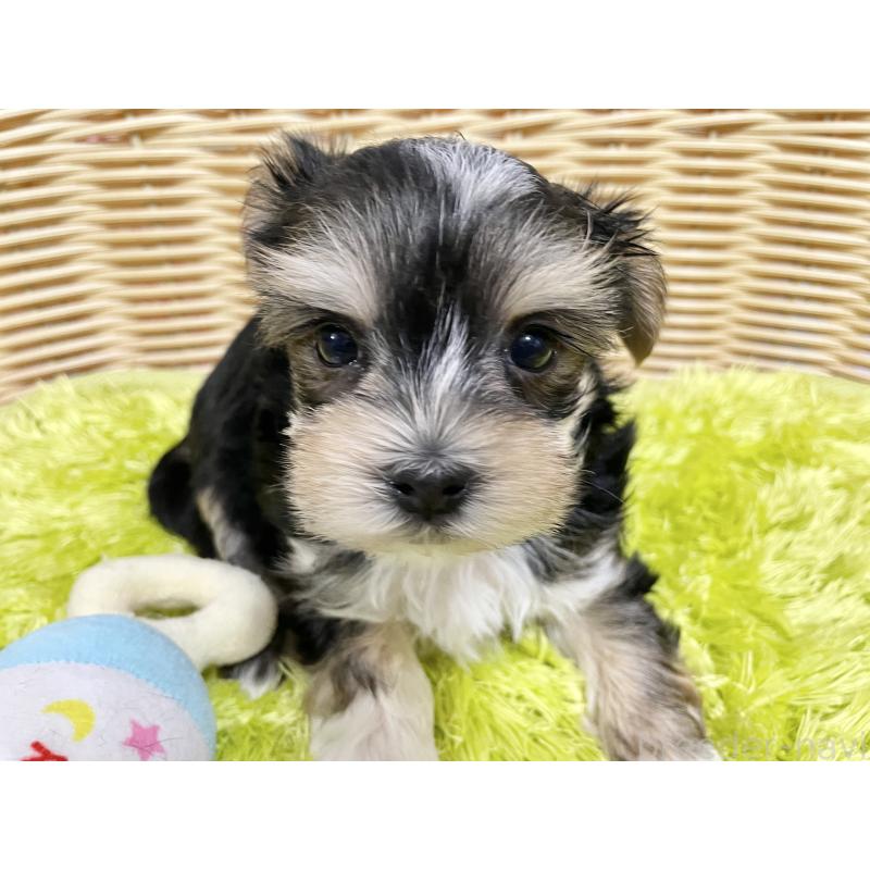 成約済の秋田県のマルキー:マルチーズ×ヨークシャーテリア-422851の10枚目