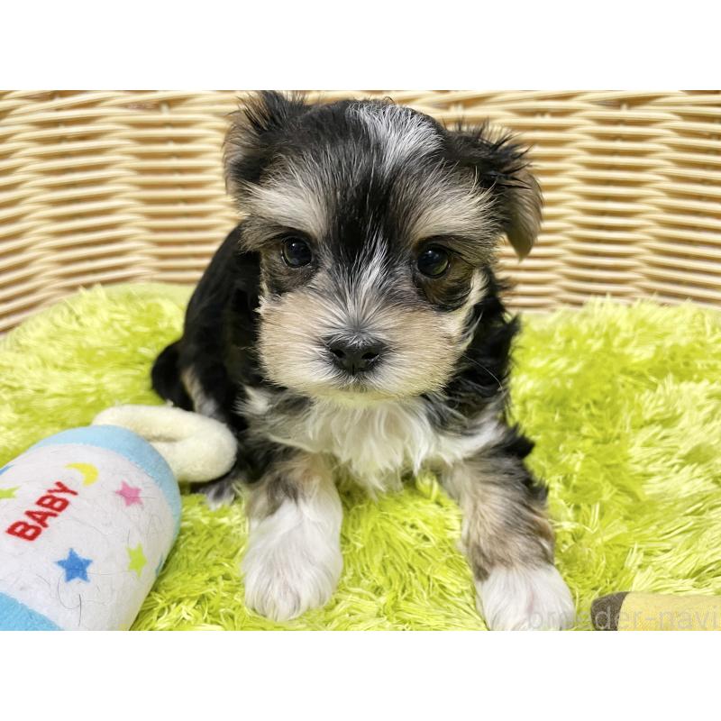 成約済の秋田県のマルキー:マルチーズ×ヨークシャーテリア-422851の9枚目